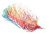 Feather with lots of colours