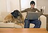 Man sitting on the couch with a dog, looking at the laptop