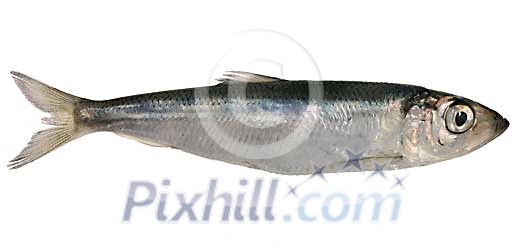 Food Stock Images with clipping path Food Stock Images with clipping path