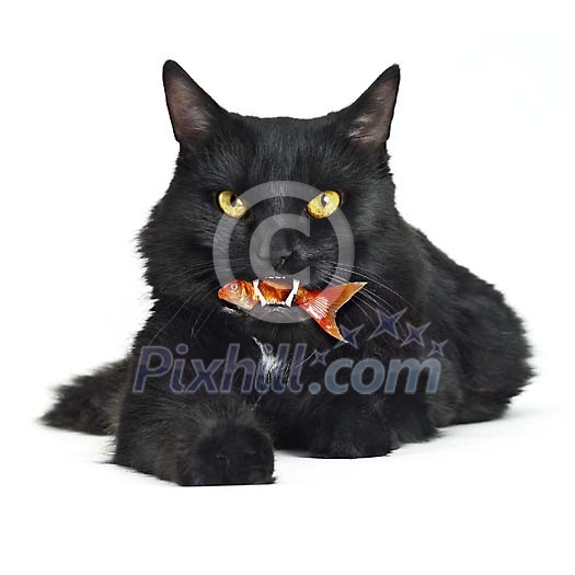 Food Stock Images with clipping path Food Stock Images with clipping path