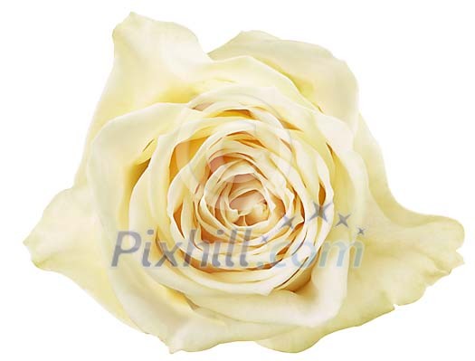 Clipped Flower Stock Images Clipped Flower Stock Images