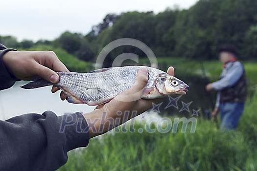 Food Stock Photo Subscription