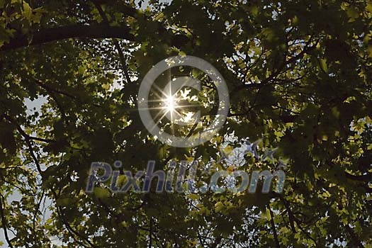 Sun peaking through the tree branches Sun peaking through the tree branches