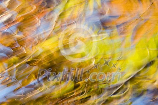 Wind shaking the autumn leaves Wind shaking the autumn leaves