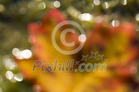 Hazy autumn leaf closeup