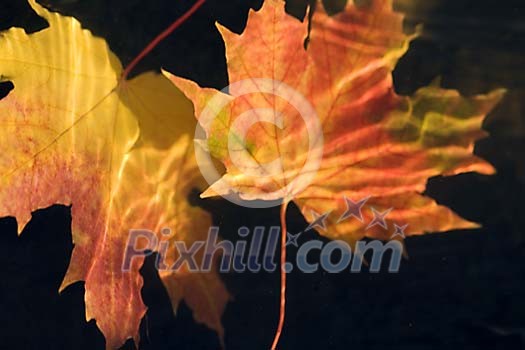 Two autumn leaves closeup