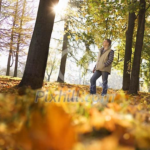 Man walking in the forest on a sunny autumn day