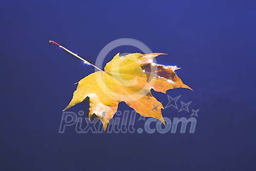 Maple leaf floating on the surface of the water Maple leaf floating on the surface of the water
