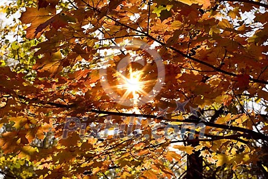 Sun peaking through the autumn trees Sun peaking through the autumn trees