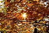 Sun peaking through the autumn trees
