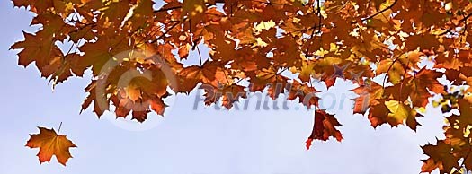 Leaves falling from a tree