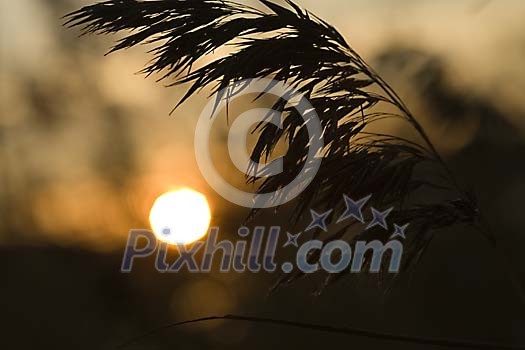 Sunset backround Sunset backround