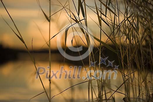 Water through the bulrush Water through the bulrush
