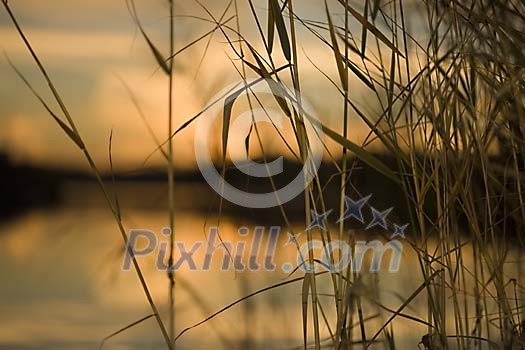 Water through the bulrush