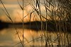 Water through the bulrush