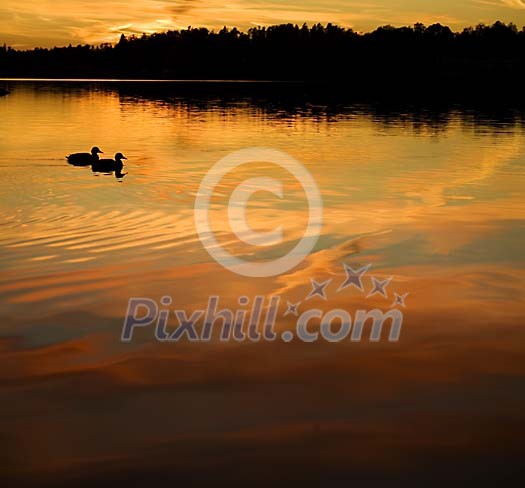 Two ducks on the water in the evening Two ducks on the water in the evening