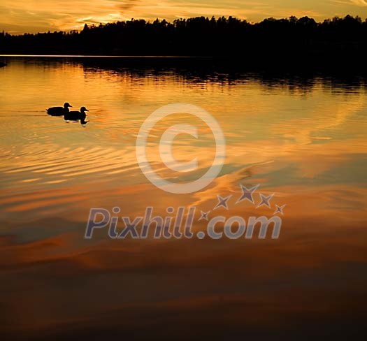 Two ducks on the water in the evening