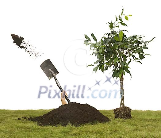 Human digging a hole for the tree