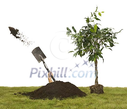 Human digging a hole for the tree Human digging a hole for the tree