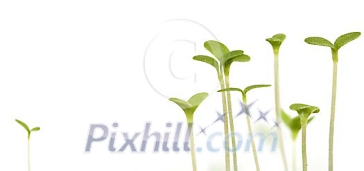 Young plants on a white background