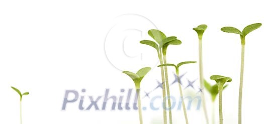 Young plants on a white background Young plants on a white background