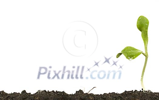 Plant growing out of dirt Plant growing out of dirt