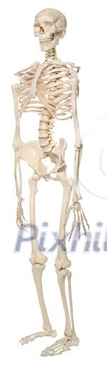White skeleton standing
