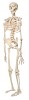 White skeleton standing