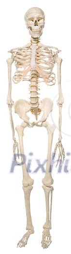 Front view of a skeleton