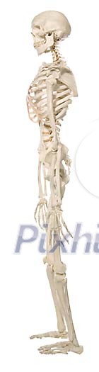 Skeleton standing sideways Skeleton standing sideways