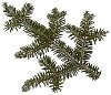 Isolated fir branch
