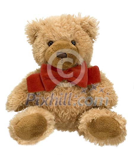 Isolated teddy bear