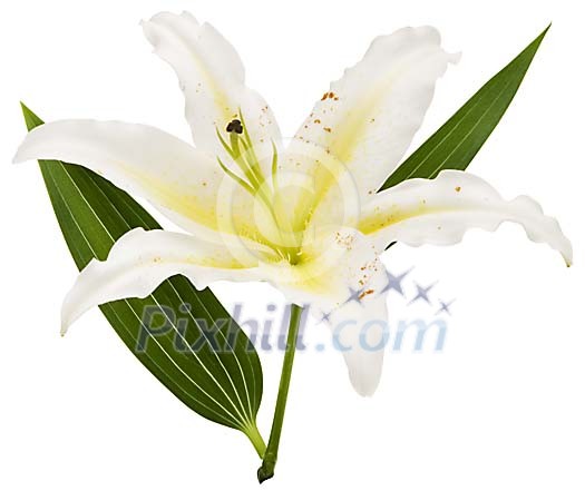 Isolated blossoming white lily
