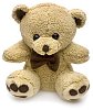 Isolated brown teddy