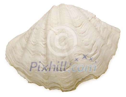 Isolated white clamshell Isolated white clamshell