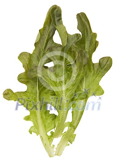 Isolated green lettuce