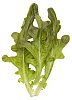 Isolated green lettuce