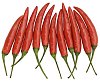 Isolated bunch of chilli pepper