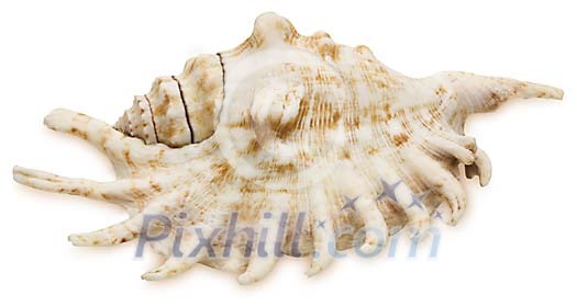 Isolated seashell Isolated seashell