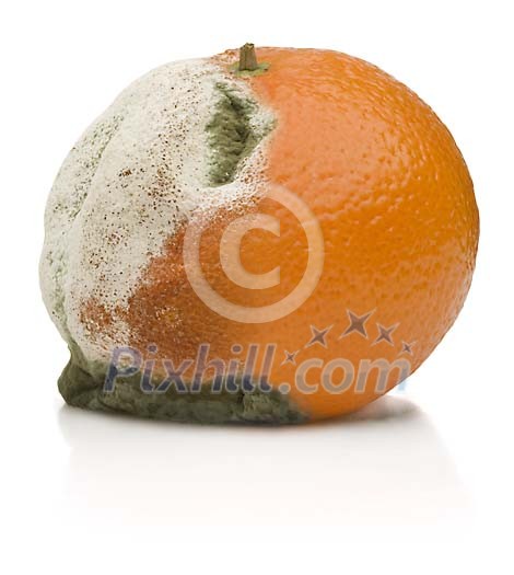 Rotten orange on a white background Rotten orange on a white background