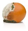 Rotten orange on a white background