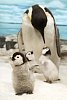 Penguin family image