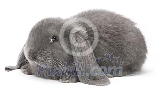 Grey bunny on a white background