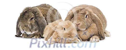 Three rabbits on a white background