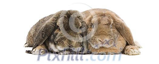 Two rabbits on a white background