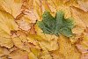 Background of single green leaf on the yellow leaves