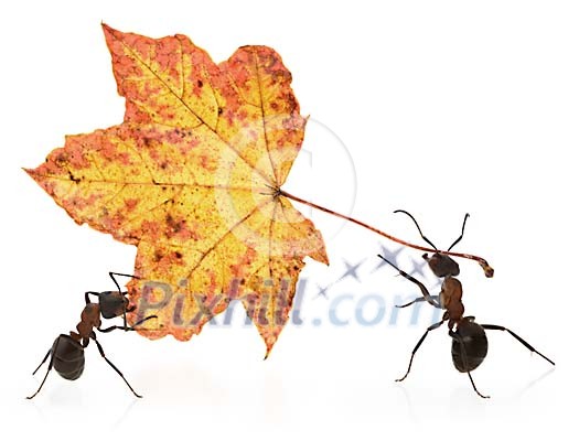 Two ants carrying a maple leaf on a white background