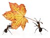 Two ants carrying a maple leaf on a white background