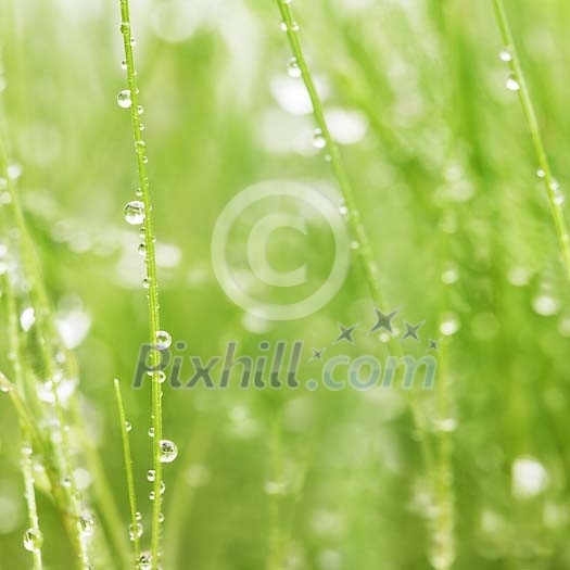 Background of a wet grass