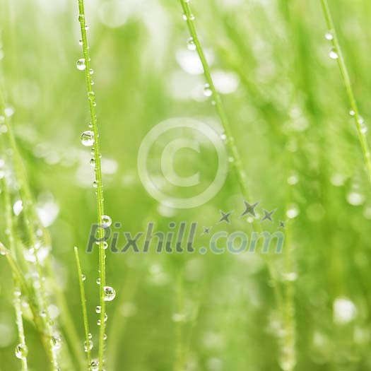 Background of a wet grass Background of a wet grass